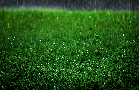 Excessive Rainfall on Your Charleston Lawn